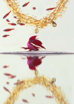 Coleman Douglas Pearls