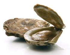 oyster 2