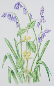 bluebells and yellow archangel cropped